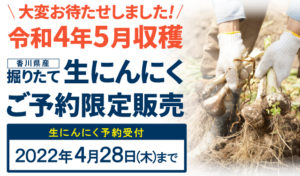大変お待たせしました！令和4年5月収穫香川県産掘りたて生にんにくご予約限定販売