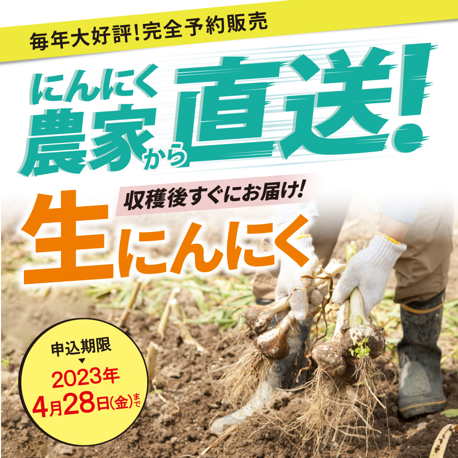 にんにく農家から直送!収穫後すぐにお届け!生にんにく