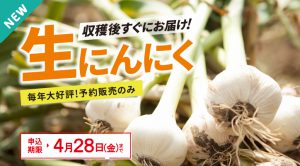 収穫後すぐにお届け！生にんにく