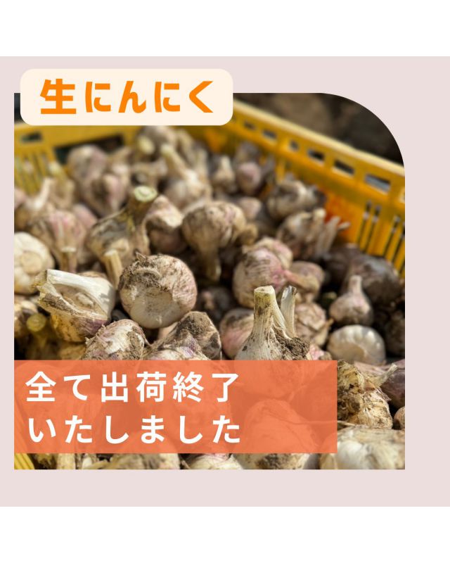 楽天市場】香川 にんにくの通販