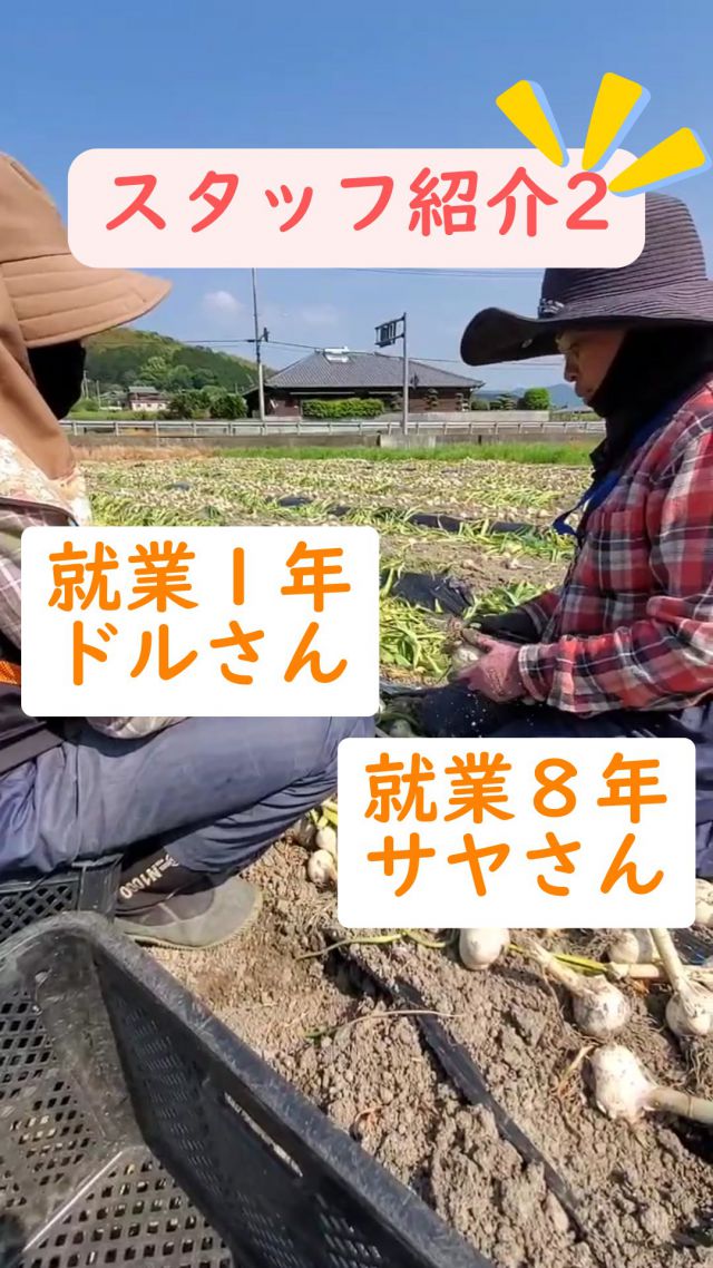 予約販売】令和7年5月収穫 香川県産乾燥にんにくお徳用1